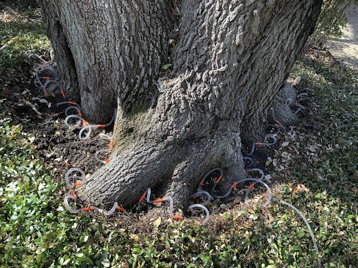 Detailed Tree Cabling and Bracing job site in San Luis