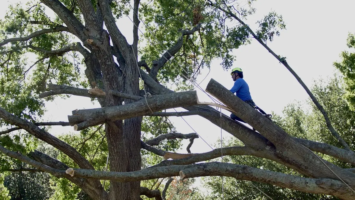 Professional Crown Thinning performed by certified arborists in San Luis