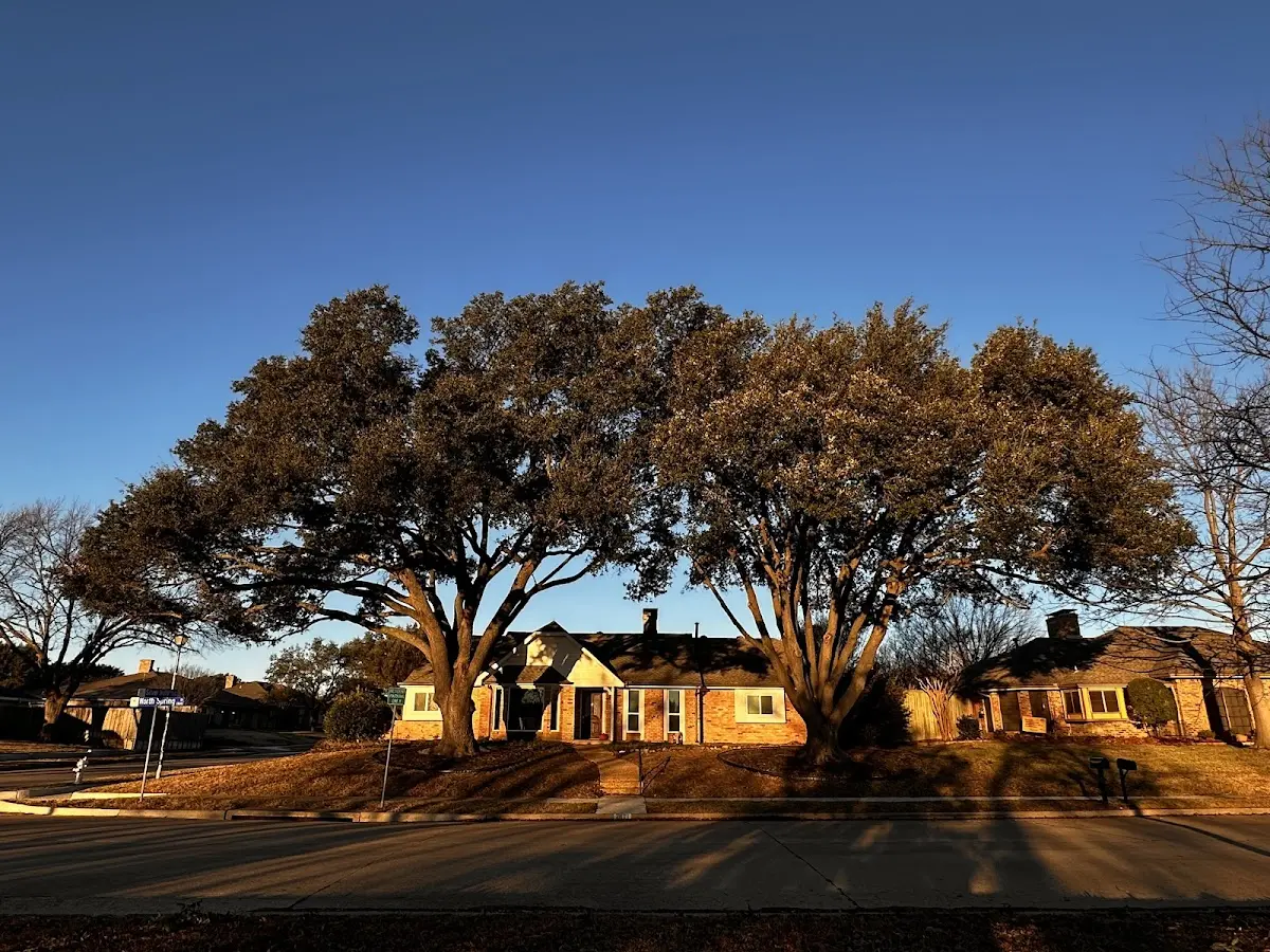 Established residential canopy tree shading a home in San Luis
