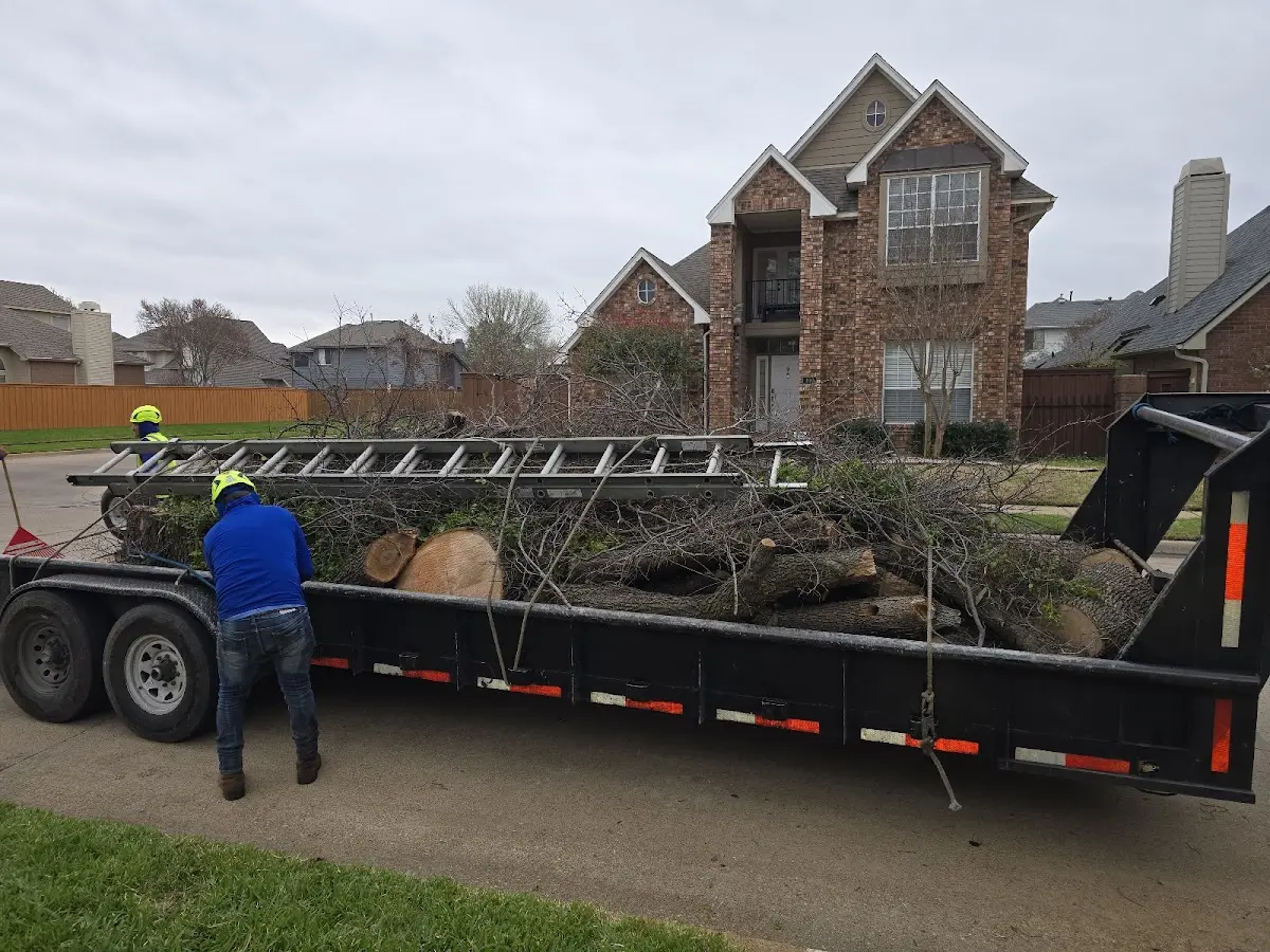 Expert Tree Pest Control with proper safety equipment in San Luis
